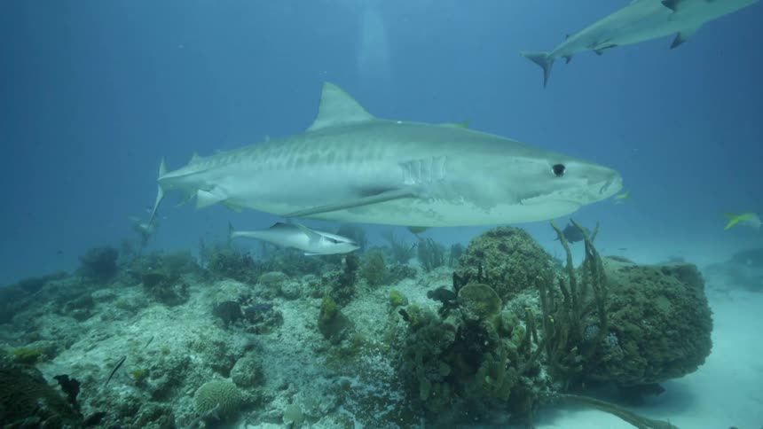 Sharks and fish swim at the bottom of the ocean