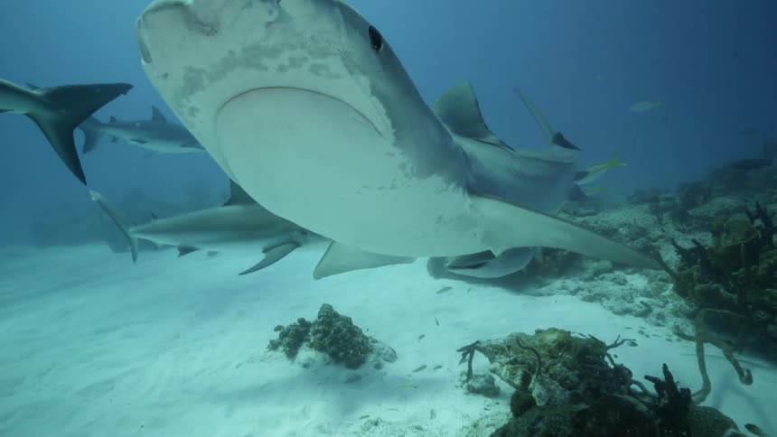 Sharks and fish swimming on the ocean floor