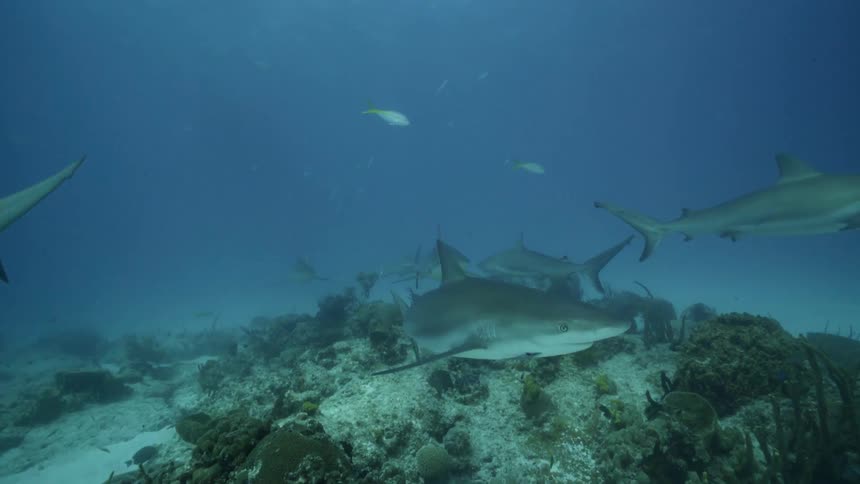 Sharks and fish swim at the bottom of the ocean