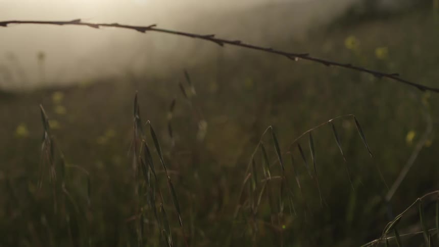 Grasslands blowing in the wind