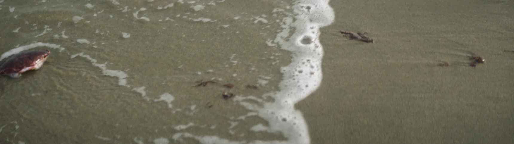 Ocean waves wash ashore a sandy beach