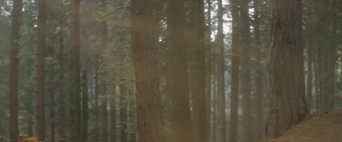 The forest is full of many lush trees