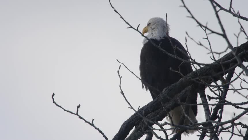 An eagle is looking around as he sits perched on a tree branch during the day