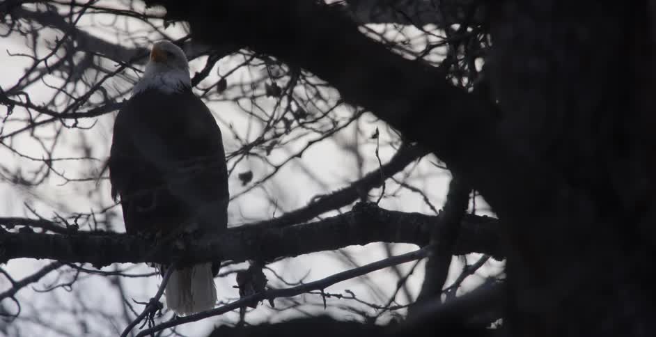 A bald eagle sits perched on a tree branch