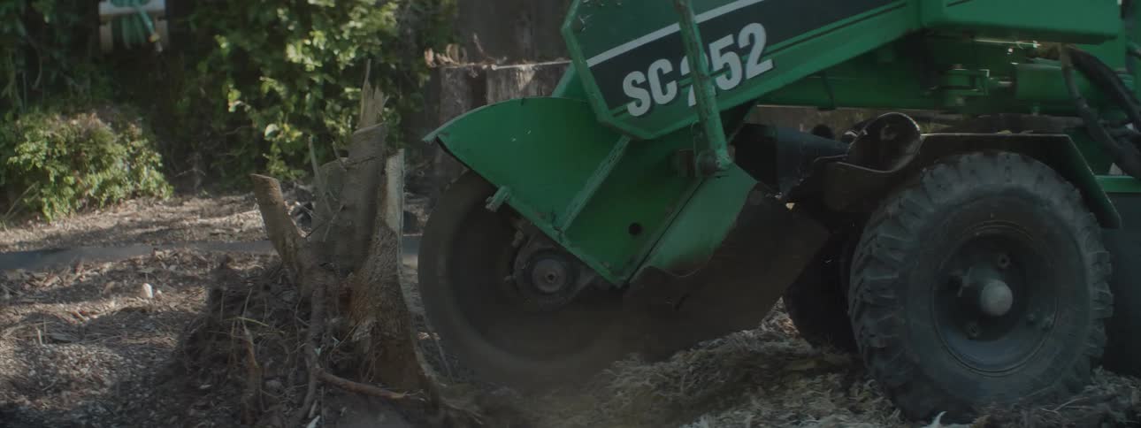 Large machine sands tree trunks