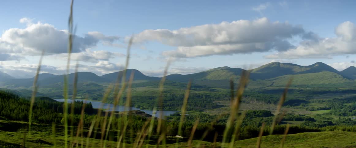 Reads are swaying in the breeze in a natural landscape during the day