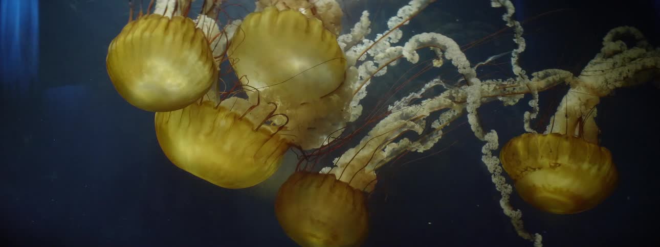 Sea creatures swimming gracefully through the waters