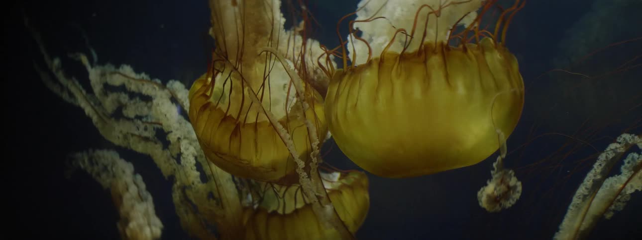 Jellyfish swim underwater