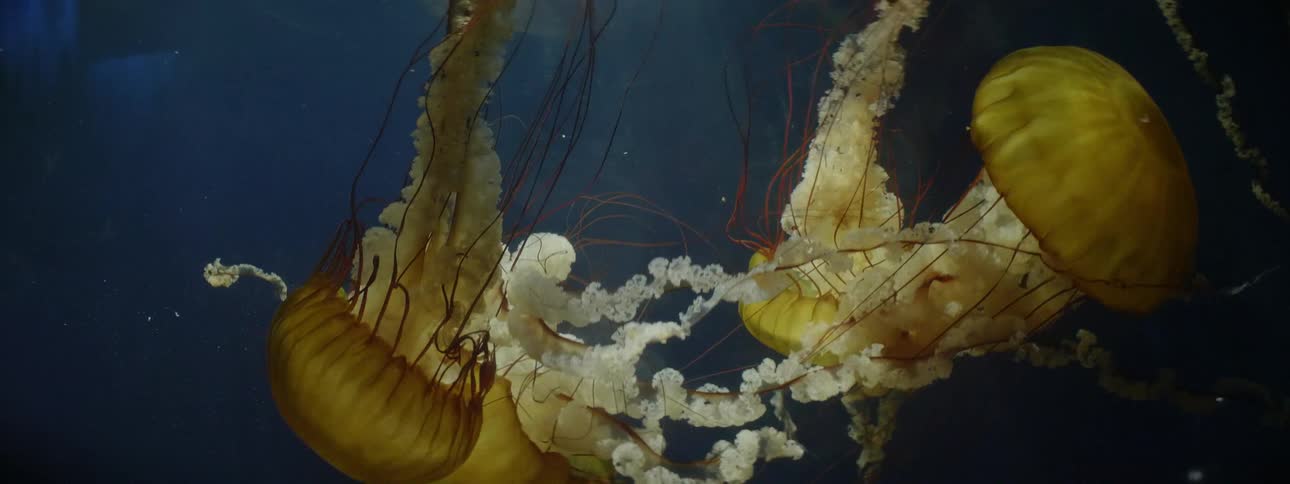 Jelly fish are swimming around each other
