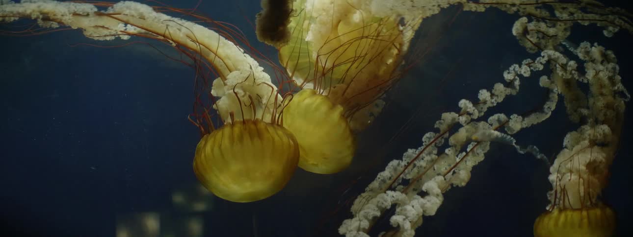The jelly fish swim around bouncing in the water