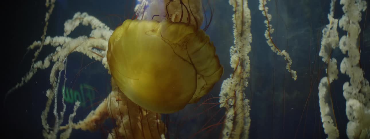 Jellyfish swim in the ocean
