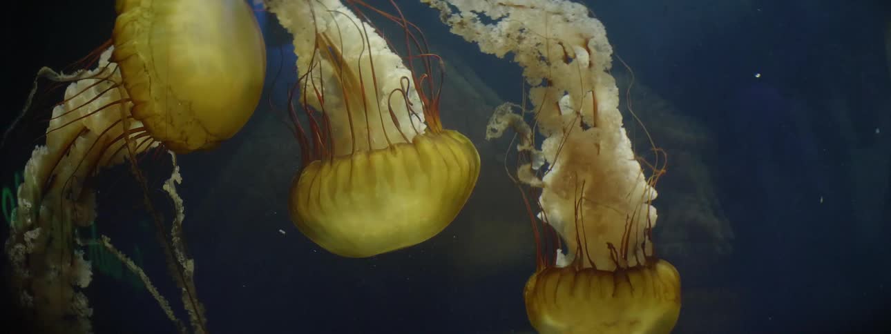 Sea creatures swimming in a rhythmic motion