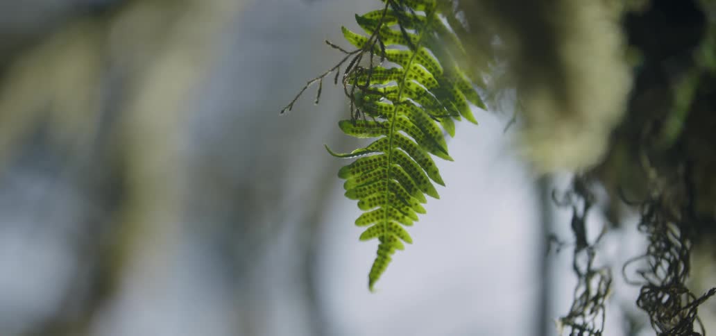 A leaf hangs off a tree