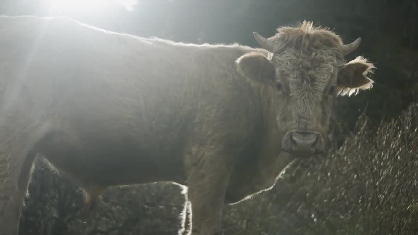 A cow stares outside under the sun