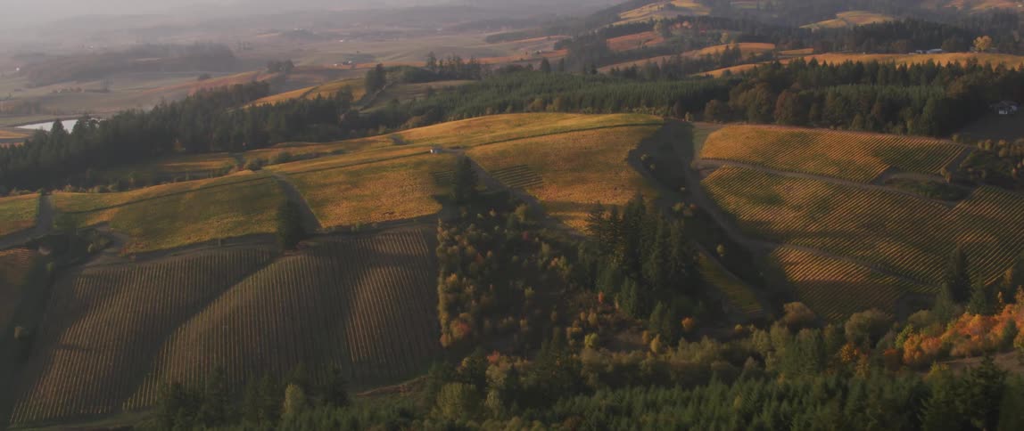 Crops are growing on hills in a valley on a hazy day