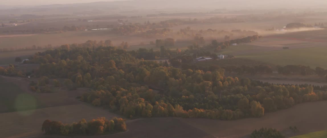Trees growing in a flat area near sunset
