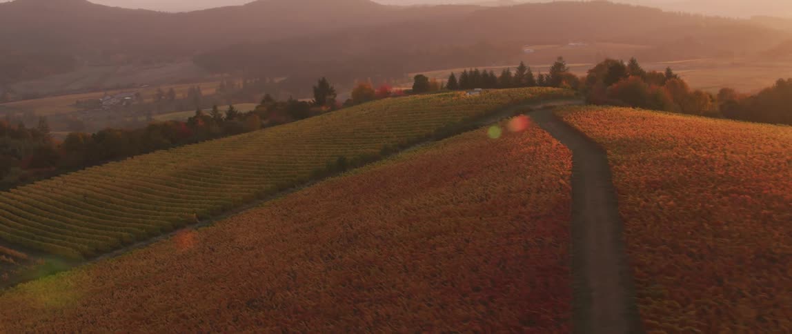 The rising sun is shining on crops growing on a hillside