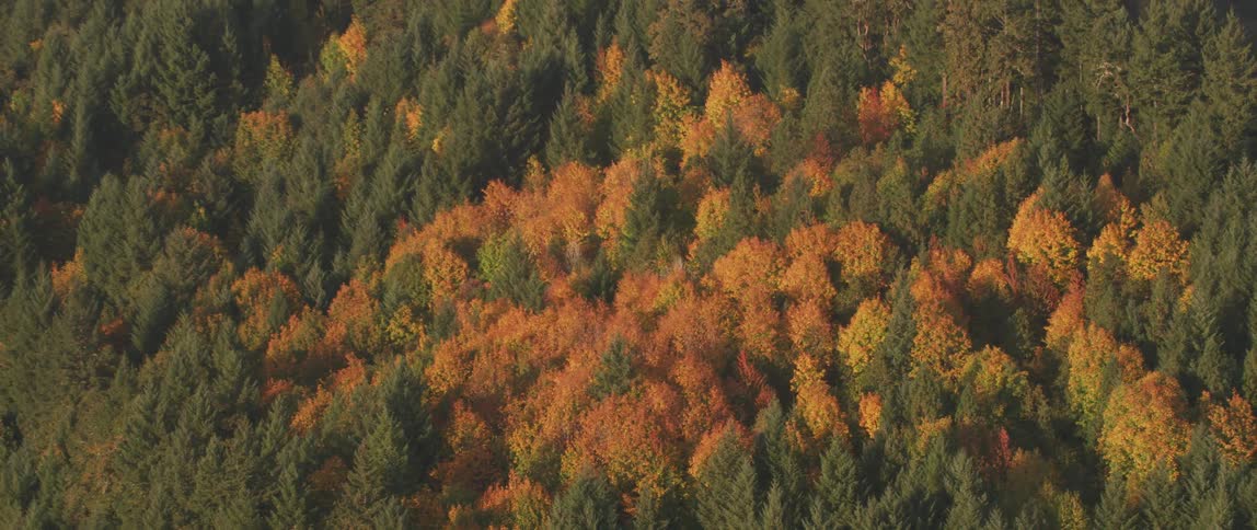A spot of orange trees sit in the middle of the green mountainside