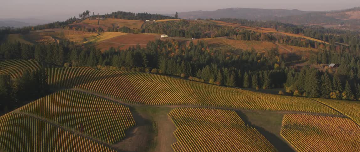 Rows of crops grow on a rural farm
