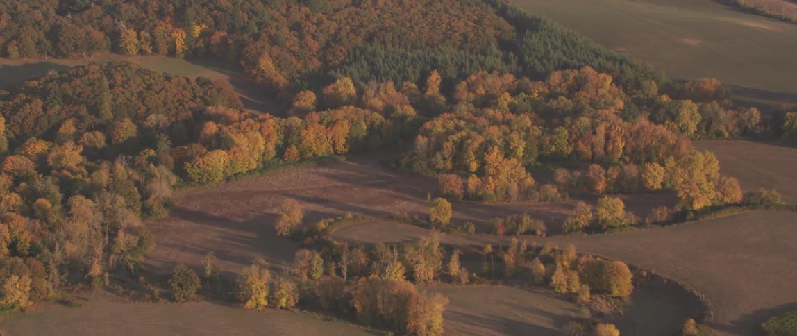 Trees in a grassy area at sunset on a fall day