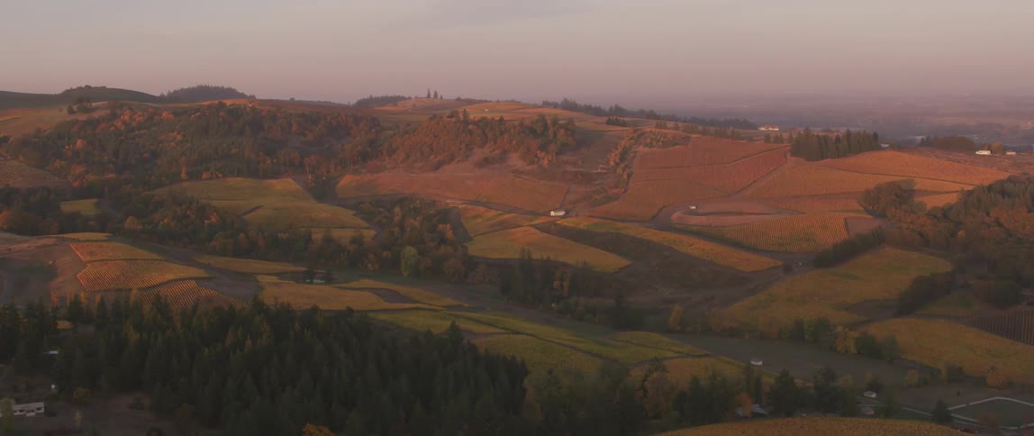 Trees and grid lines separate farm crop fields on the hillside