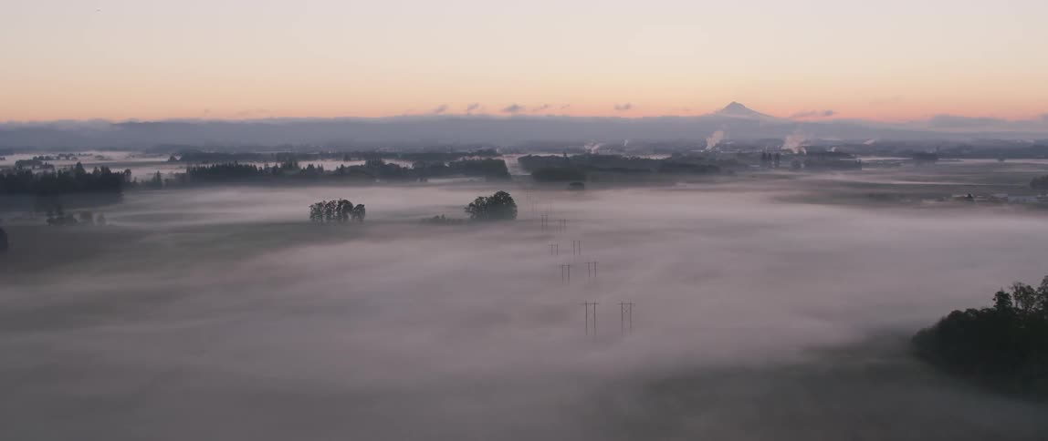 Trees sit while surrounded by mist