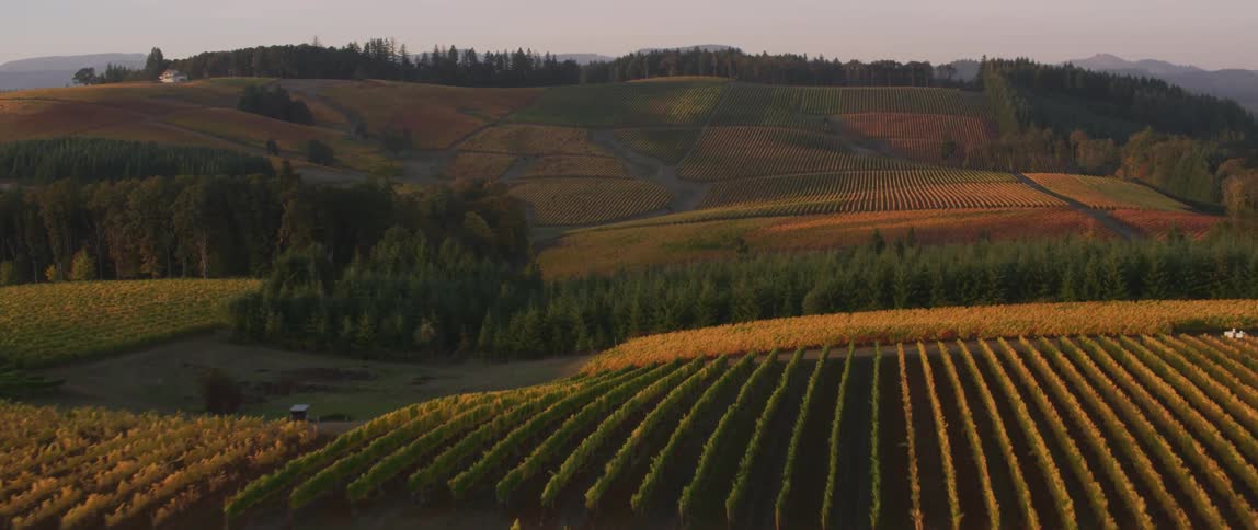 Crops cover the landscape