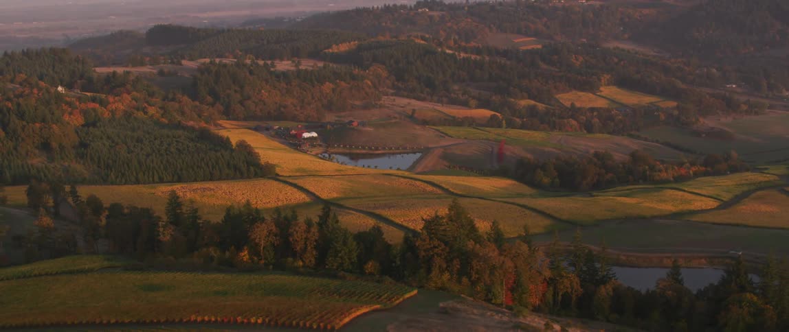 Crops grow on a rural farm at sunset
