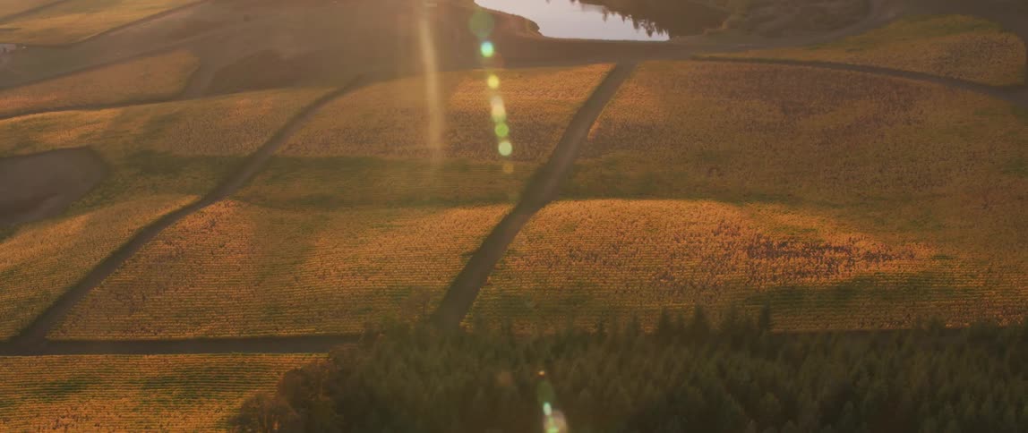 The sun shines on a rolling field