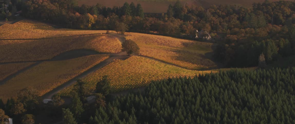 Rows of crops on hilly tree covered plains