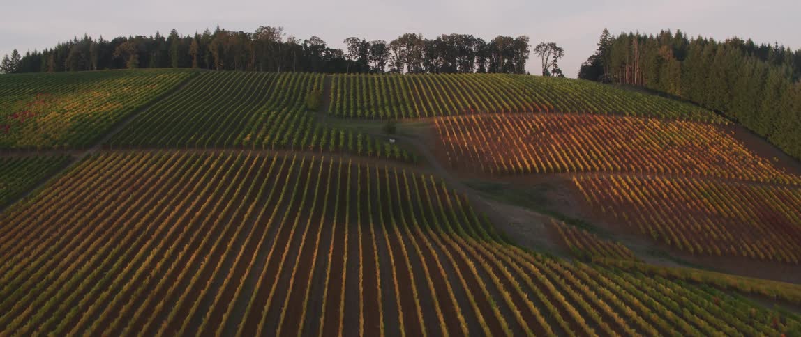 Crops and grass cover the farmland