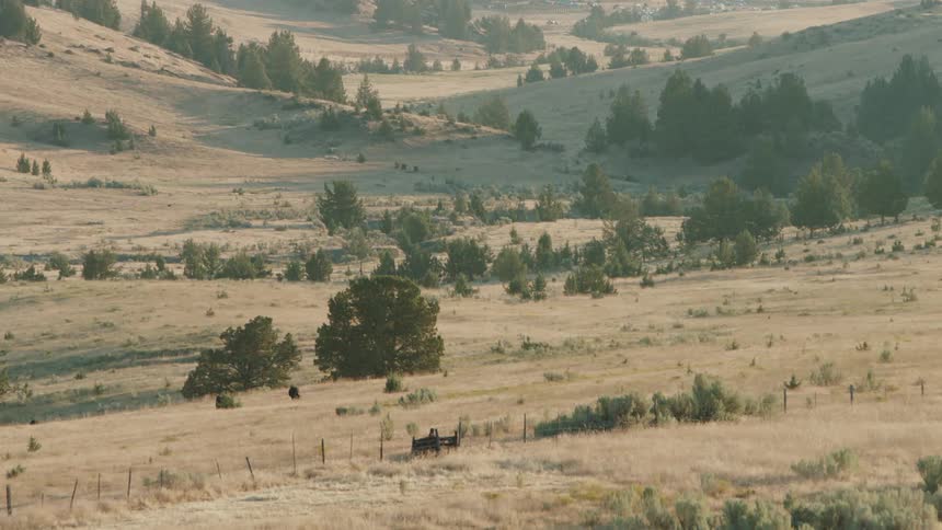 Rolling fields dotted with trees