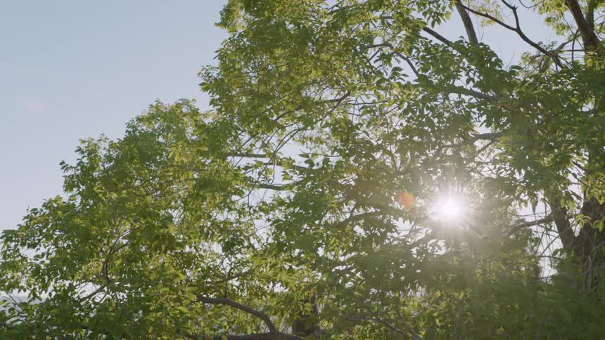 Sunlight shines through tree branches