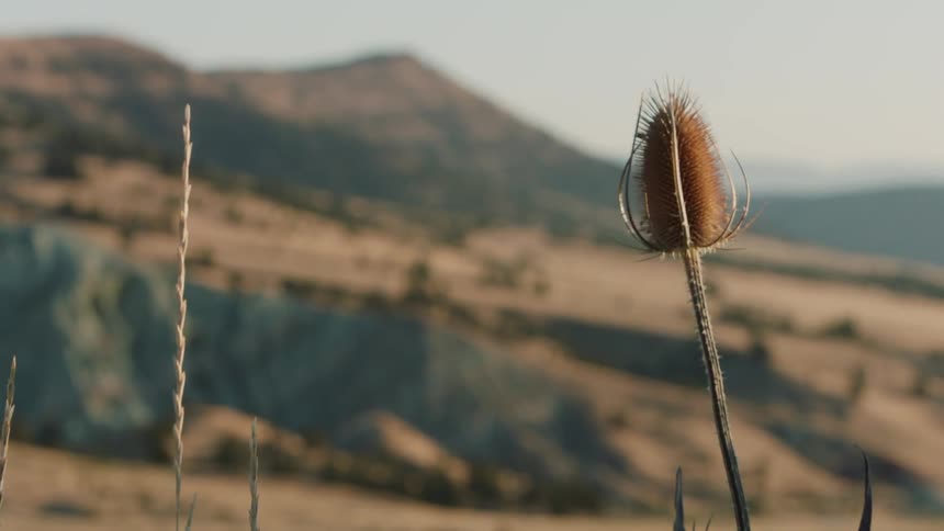 Weeds blowing slightly in the wind near mountains