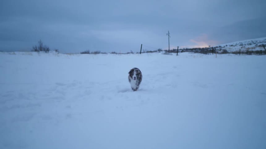 A dog is playing in the snow outside at dusk