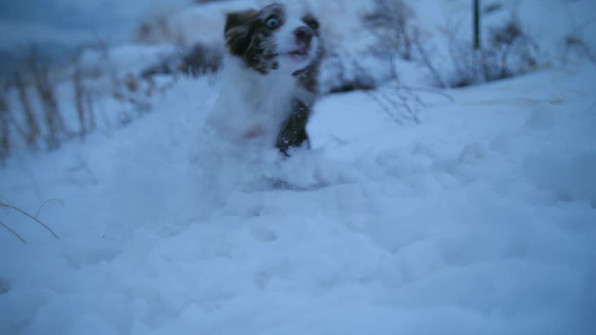 A dog runs through snow
