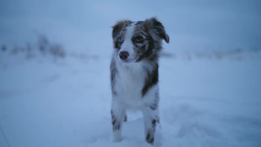 Dog standing in snow looks around