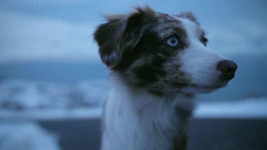 A dog with blue eyes stands at attention