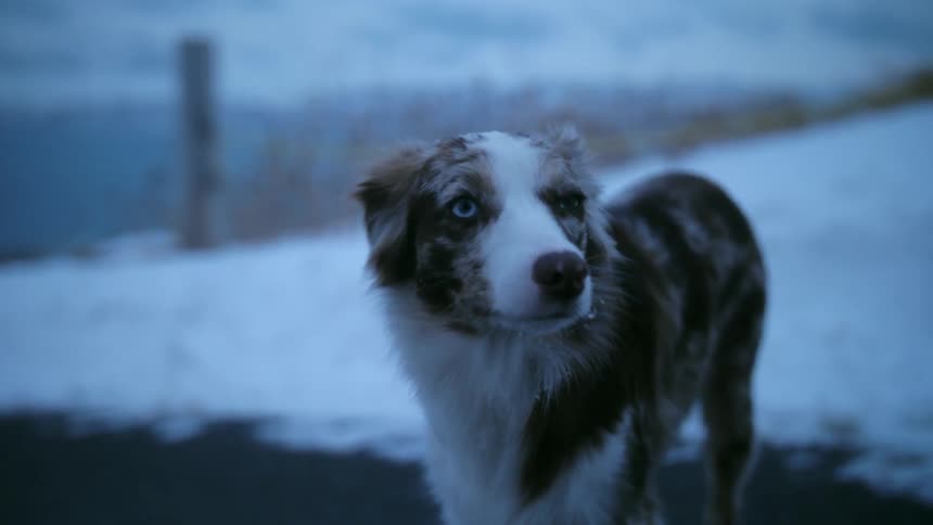 A dog is standing outside in winter at dusk