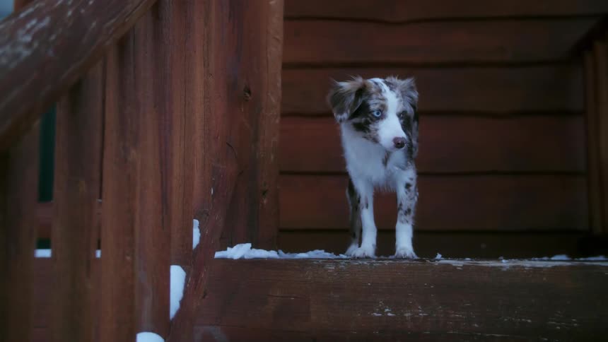 A dog stands on snowy front steps