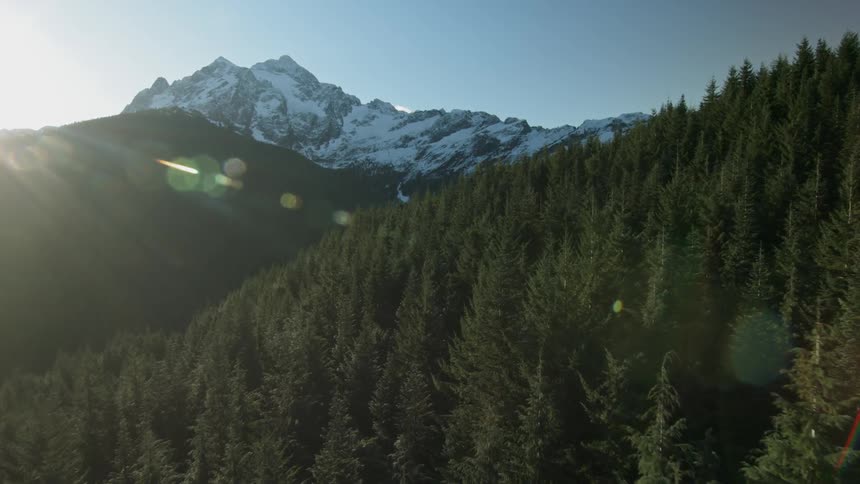 Forest of trees and a snowy mountain sit under a sunny sky
