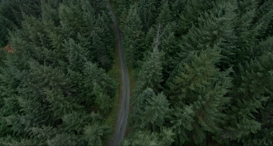 A road is winding through a forest in daylight