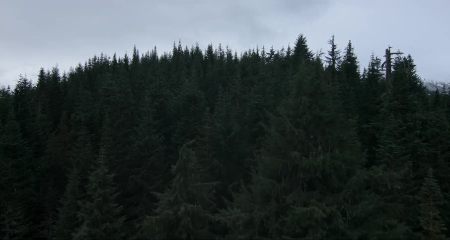 The forest on the hill is very dark on a cloudy day