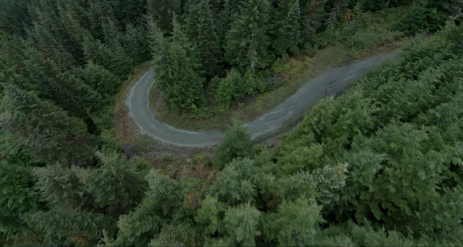 A road winds up through the forest trees