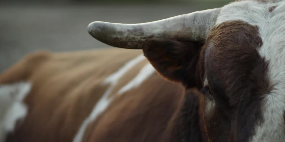 A bull blinks its eye