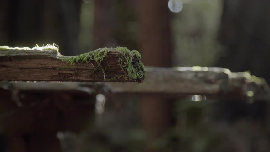 There is moss on the branches near the forest