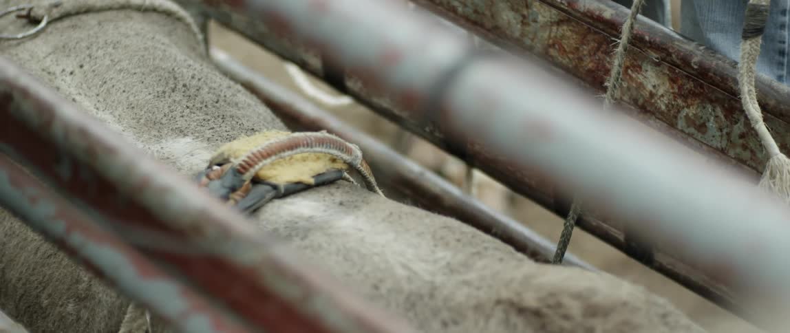 A blanket and hand hold on an animal in a rodeo chute