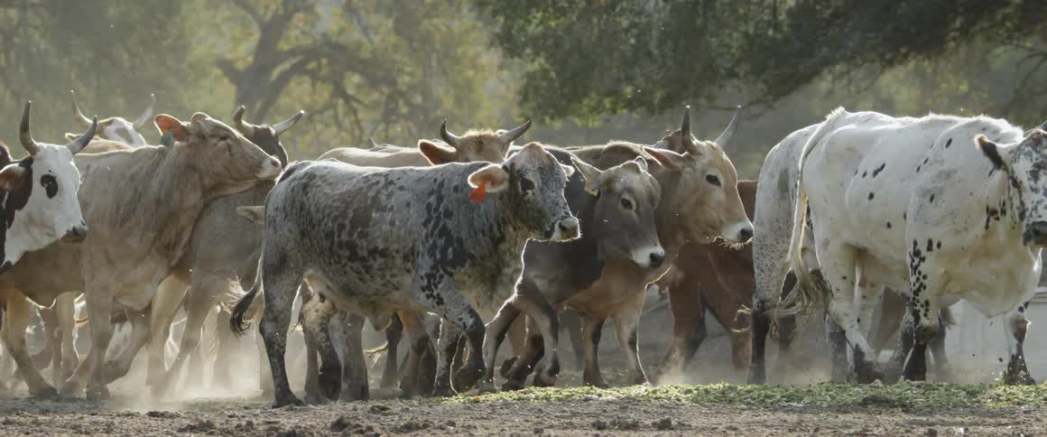 The cattle herd together on the field
