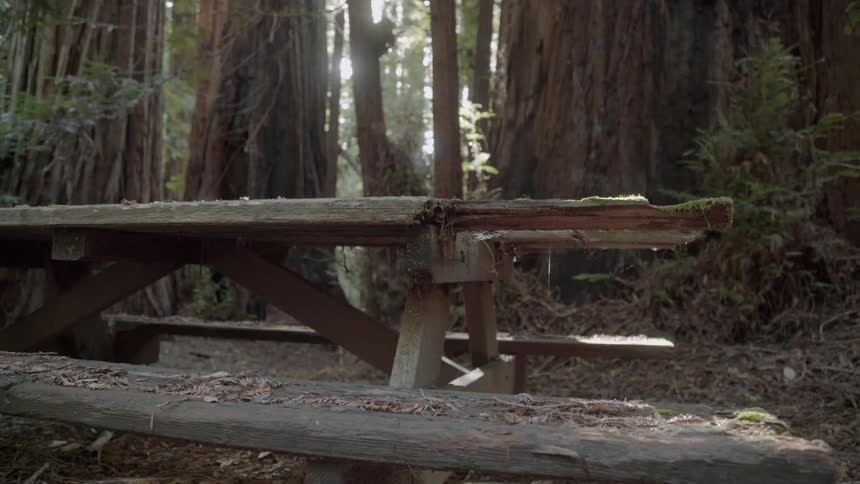 Old rotted picnic table in the forest on a sunny day