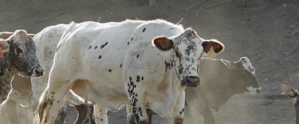 Cows are walking in a herd outside during the day